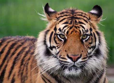 YouTube Video Shows Tigers Hunting a Flying Drone, Then ...