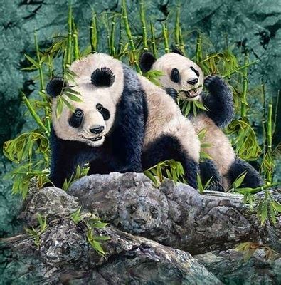 zadyody: Oso panda en peligro de extinción