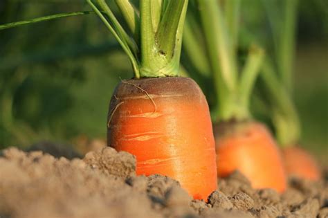 Zanahoria | Origen, características, cultivo, beneficios ...