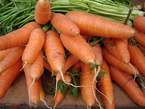 Zanahoria | Plantas Medicinales
