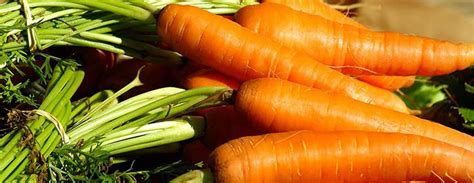 Zanahoria: Propiedades, beneficios y usos   Unisima.com