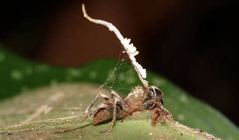 Zombie ant parasitic fungus castrated by hyperparasitic ...