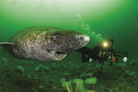 ZOMBIES OF THE DEEP: GREENLAND SHARKS   DIVE Magazine