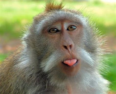 Zoo Animals: Very Funny Monkey Images 2011