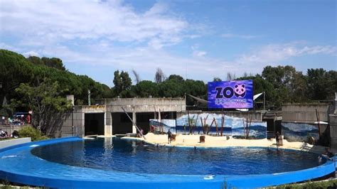 Zoo Aquarium de Madrid Dolphin Show   YouTube