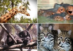 Zoo Botanico Jerez: Animales Semilibertad | Cadiz Diferente