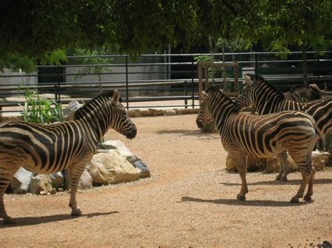 Zoo Cordoba   Córdoba   Aktuelle 2018   Lohnt es sich?