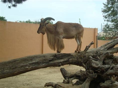 Zoo de Jerez | fotos de Jerez
