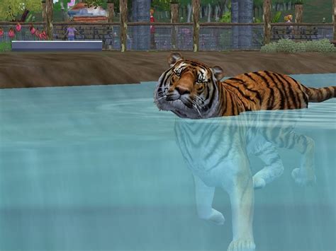 Zoo Tycoon 2 Siberian Tiger by trumpet player22 on DeviantArt