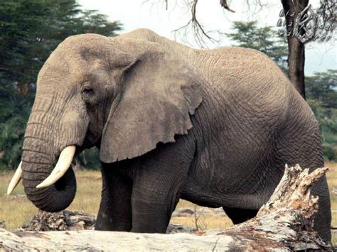Zoo virtuale: Perché si dice avere una memoria da elefante
