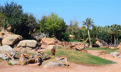 Zoológico Bioparc de Valencia Bioparc | Groupon