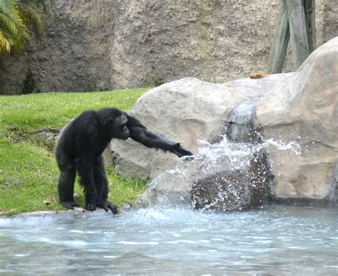 Zoológico | Chimpancé