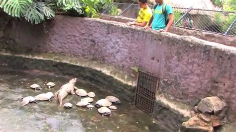 Zoologico de Cali, Colombia video sobre animales en ...