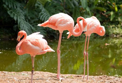 Zoológico de Cali – Turismo en Colombia – Turismo en ...