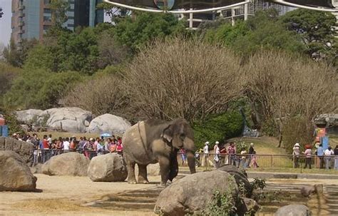 Zoológico de Chapultepec celebra su 91 aniversario   José ...