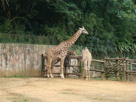 Zoológico de Jabaquara   Passeio e Animais | Turismo ...