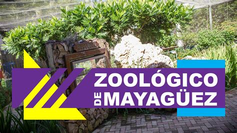 Zoológico de Puerto Rico, Mayagüez   YouTube