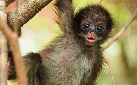 Zoológico en Colombia festeja nacimiento de cría del ...