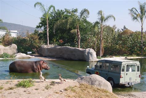 Zoológico | Hipopótamo del Nilo