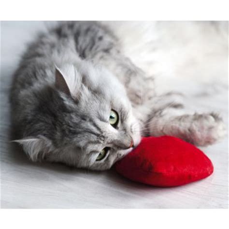 zoolove corazón con valeriana para gatos