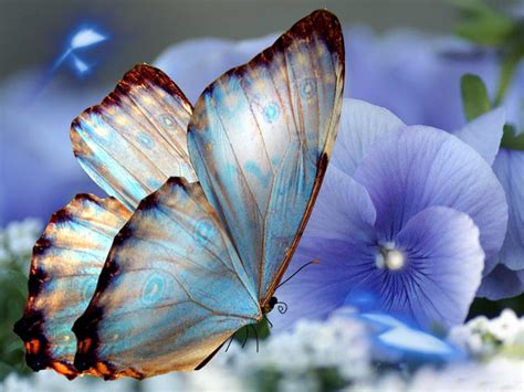 ZOOM FRASES: fondos mariposas hermosas,nuevos,butterfly
